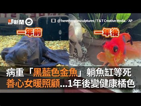 黑色金魚|黑金魚風水的科學解析